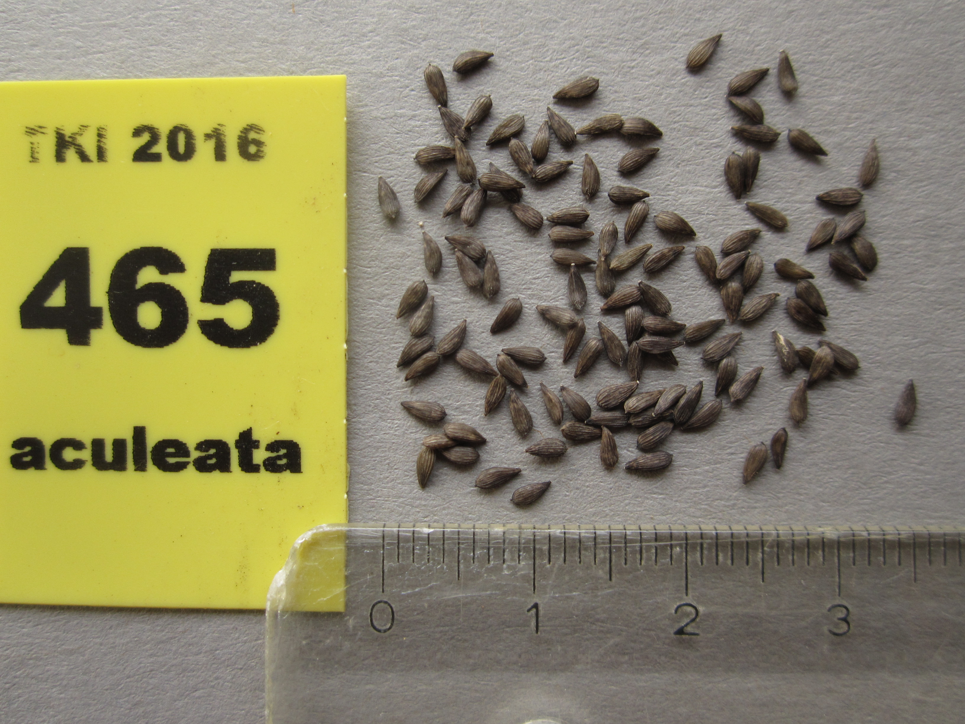 Lactuca aculeata Boiss. & Kotschy