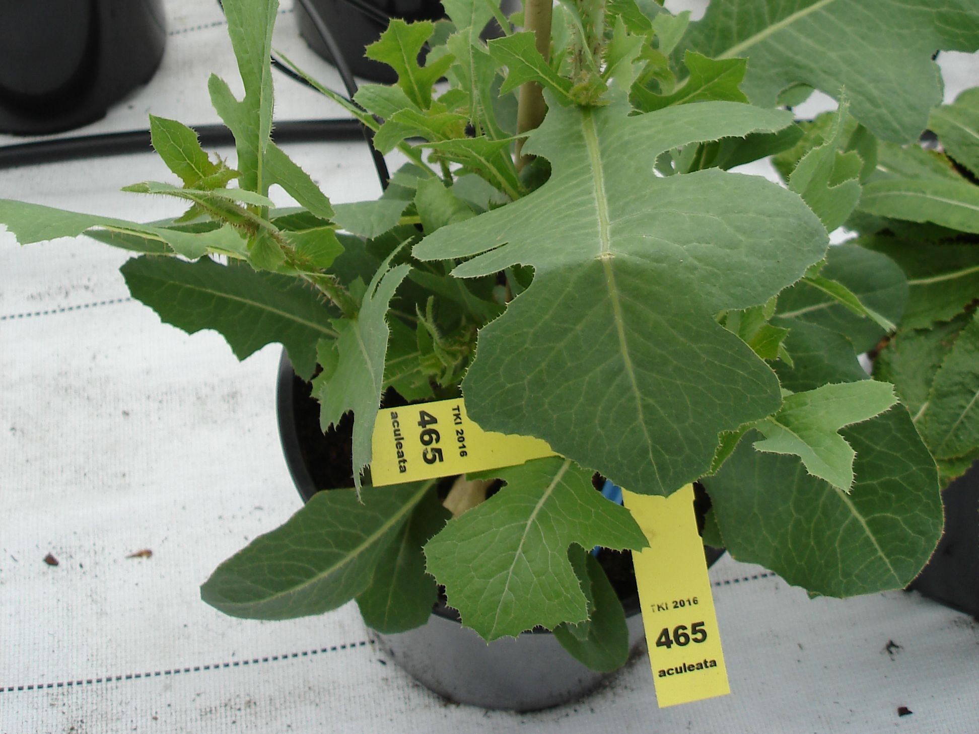 Lactuca aculeata Boiss. & Kotschy