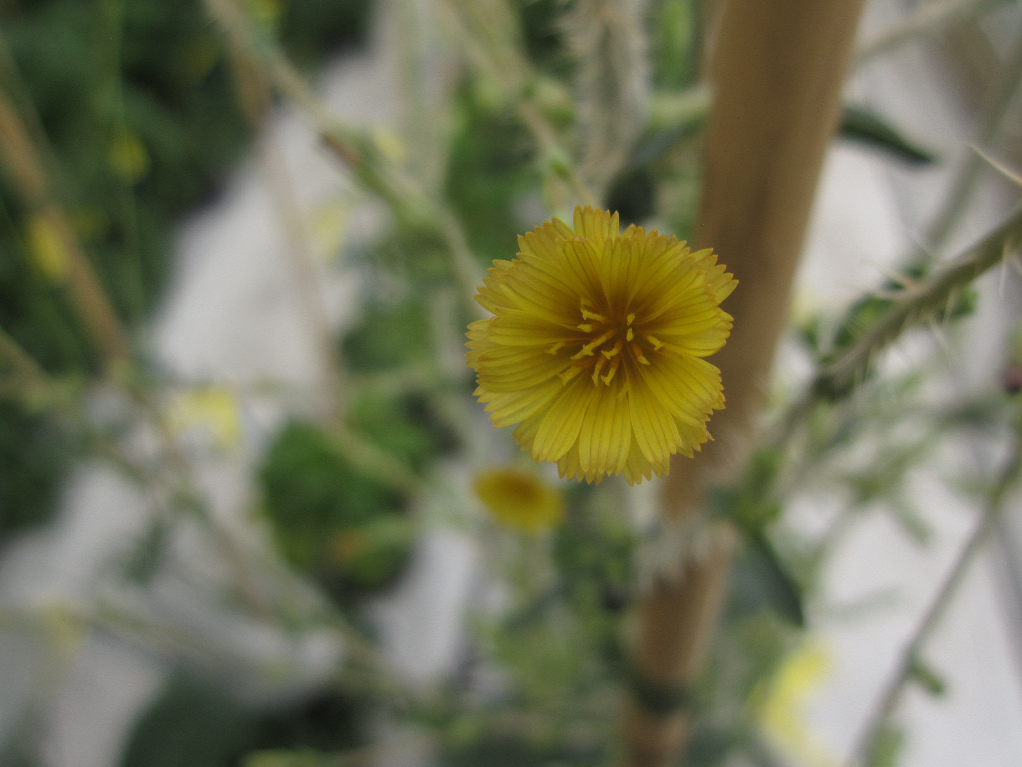 Lactuca aculeata Boiss. & Kotschy