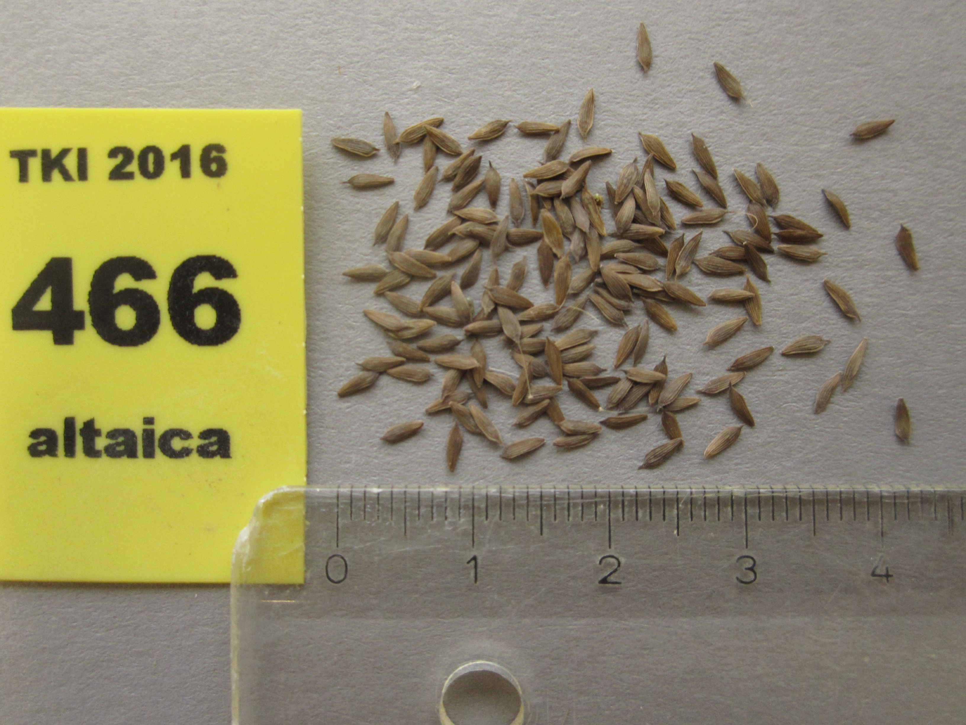 Lactuca altaica Fisch. & C.A. Mey.