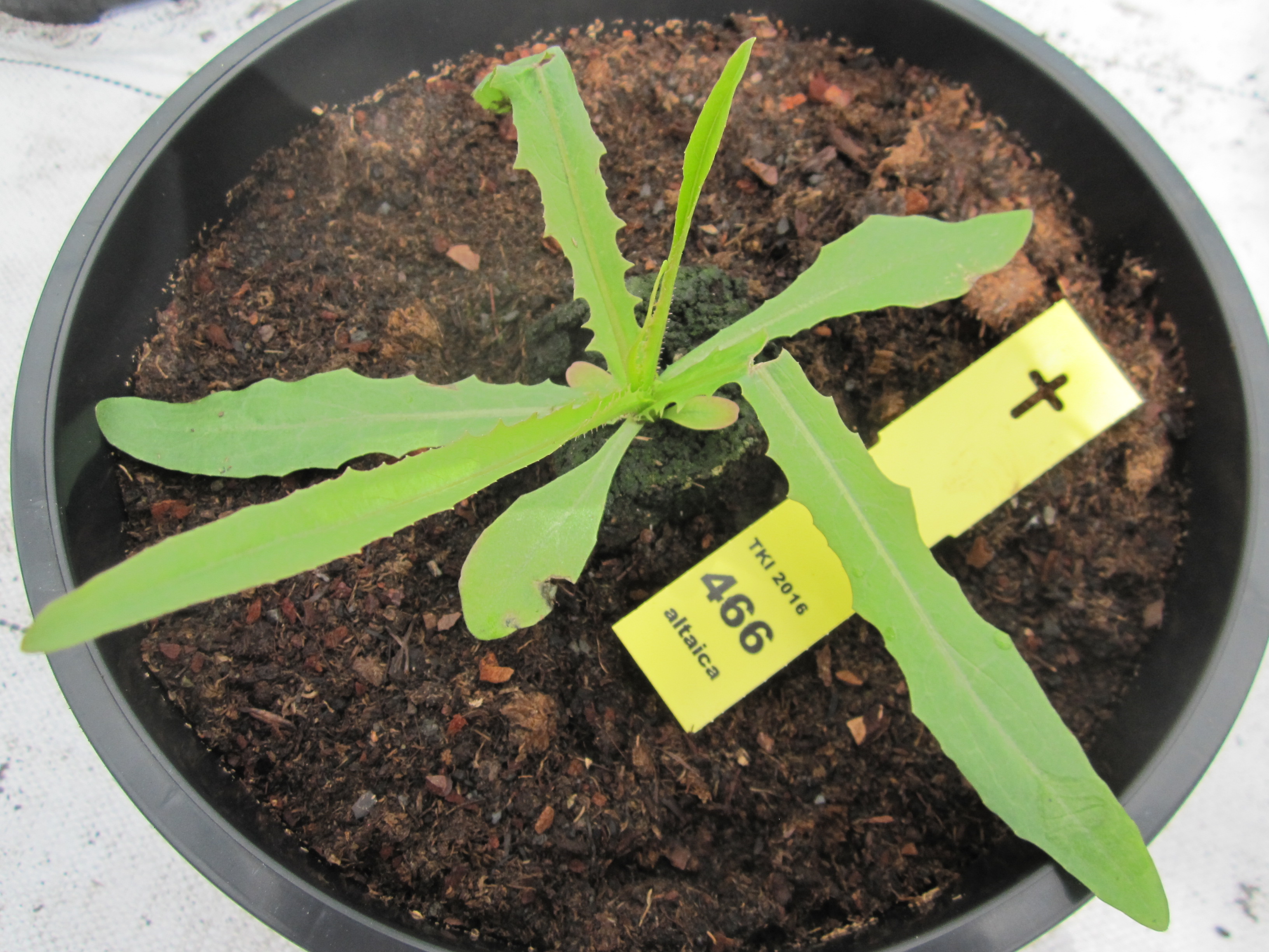 Lactuca altaica Fisch. & C.A. Mey.