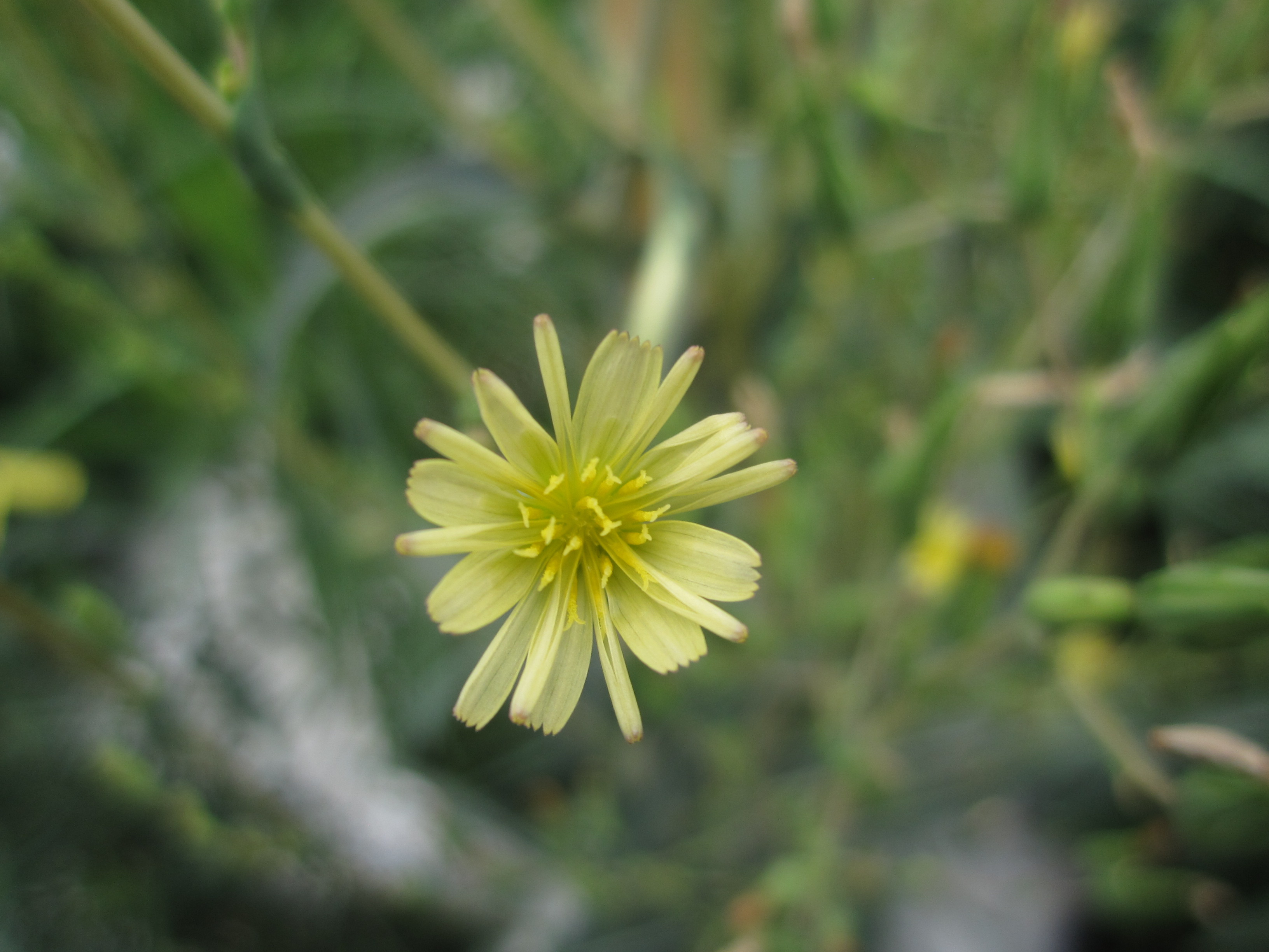 Lactuca altaica Fisch. & C.A. Mey.