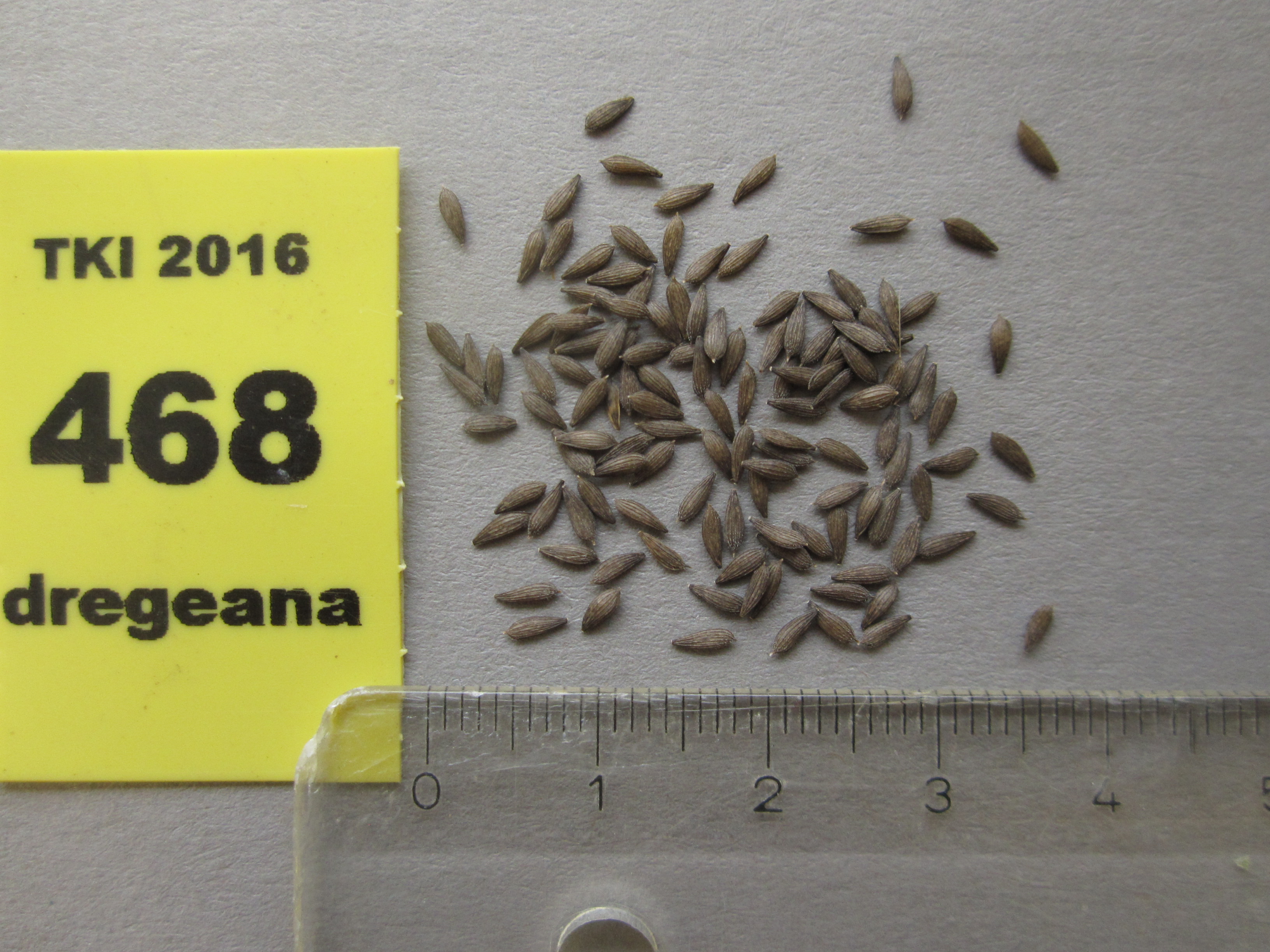 Lactuca dregeana DC.