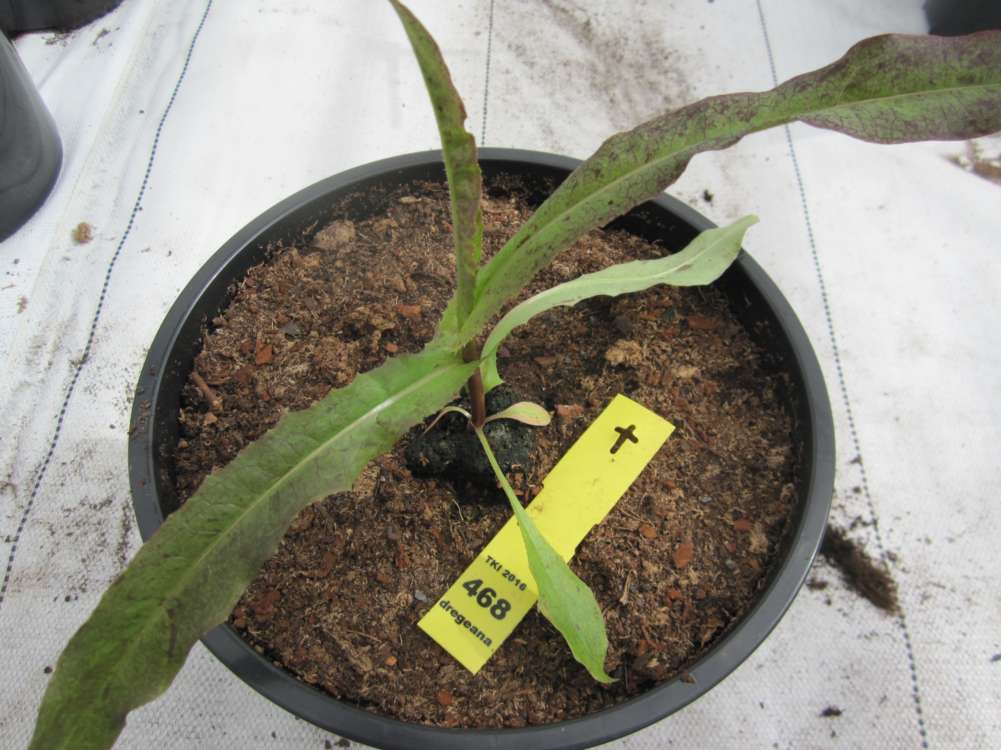 Lactuca dregeana DC.