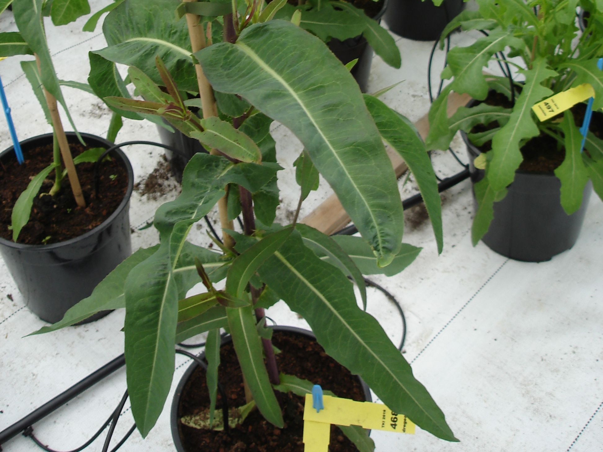 Lactuca dregeana DC.