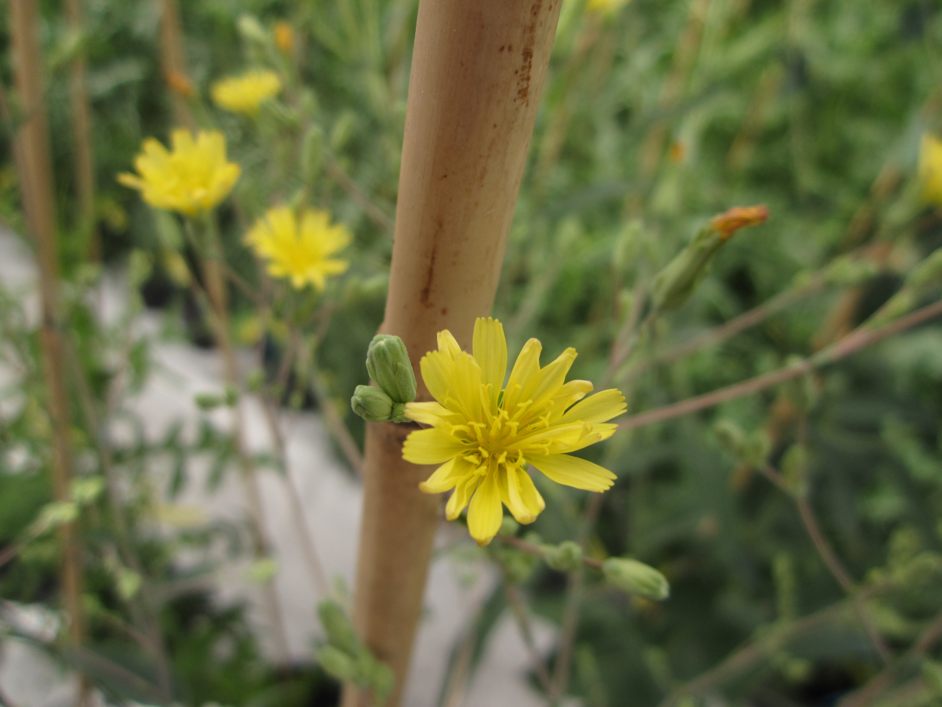 Lactuca dregeana DC.