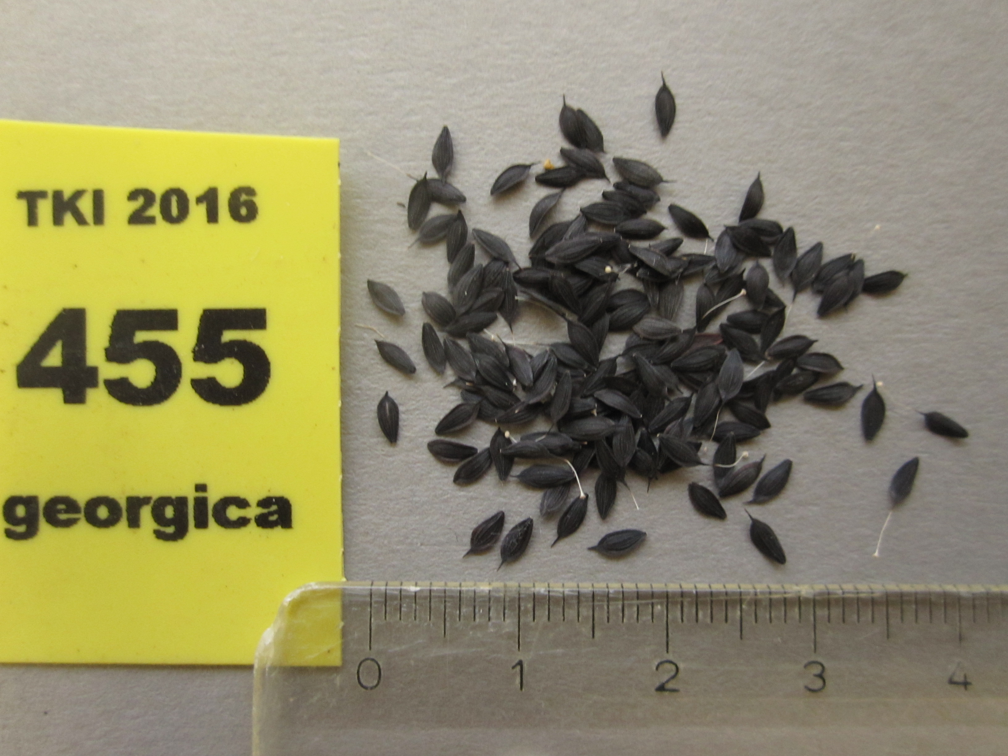 Lactuca georgica Grossh.