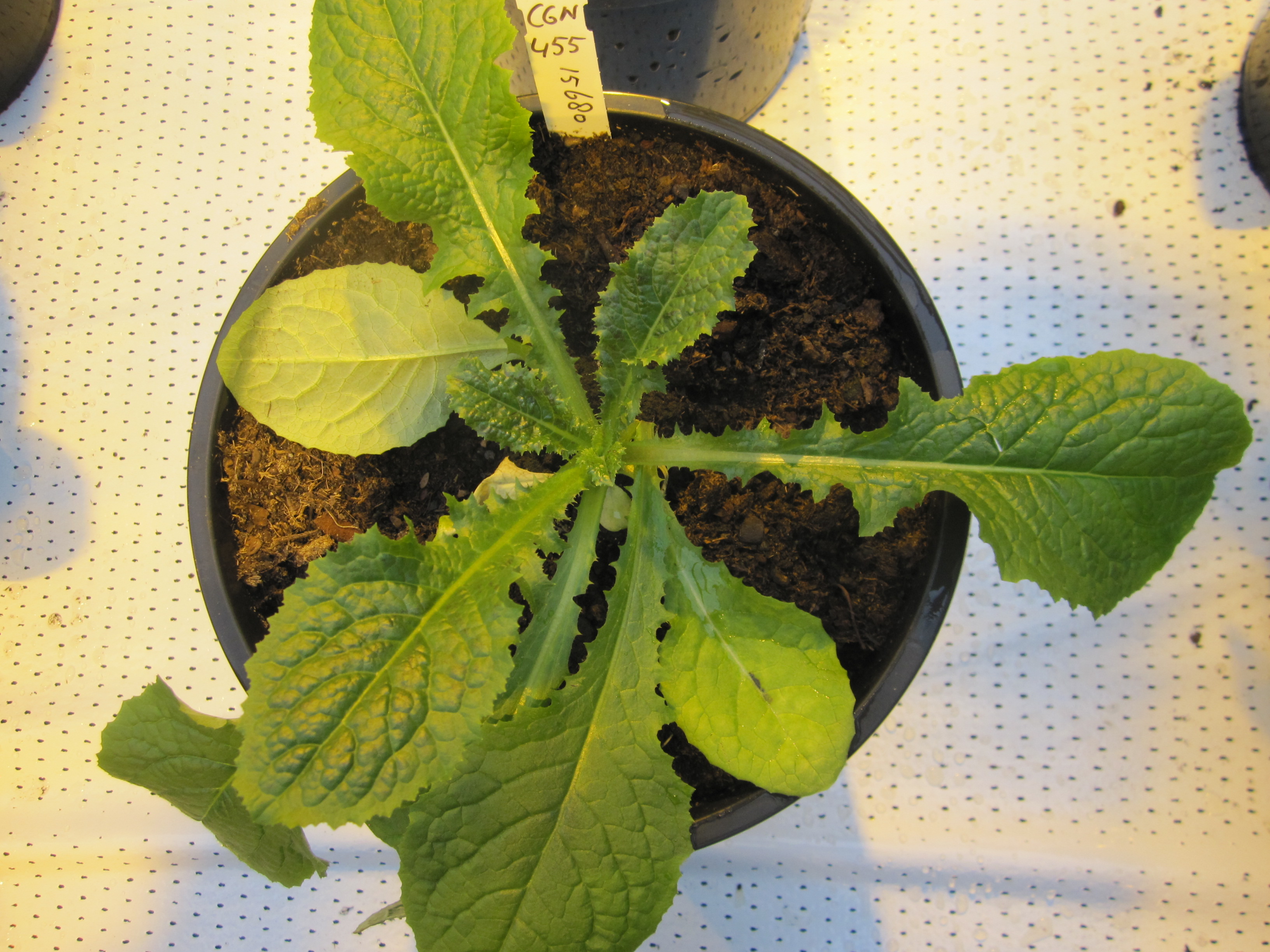 Lactuca georgica Grossh.