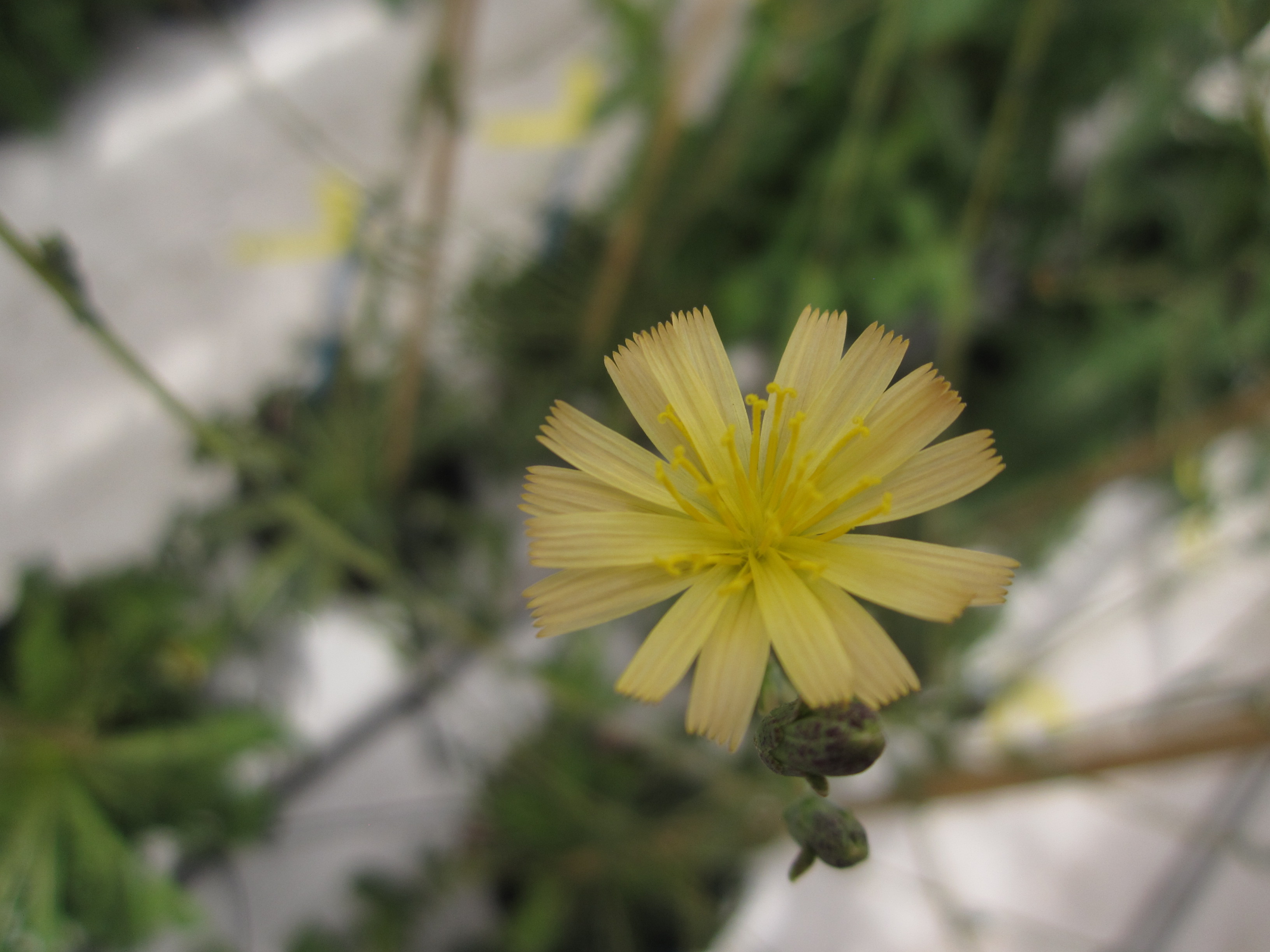 Lactuca georgica Grossh.