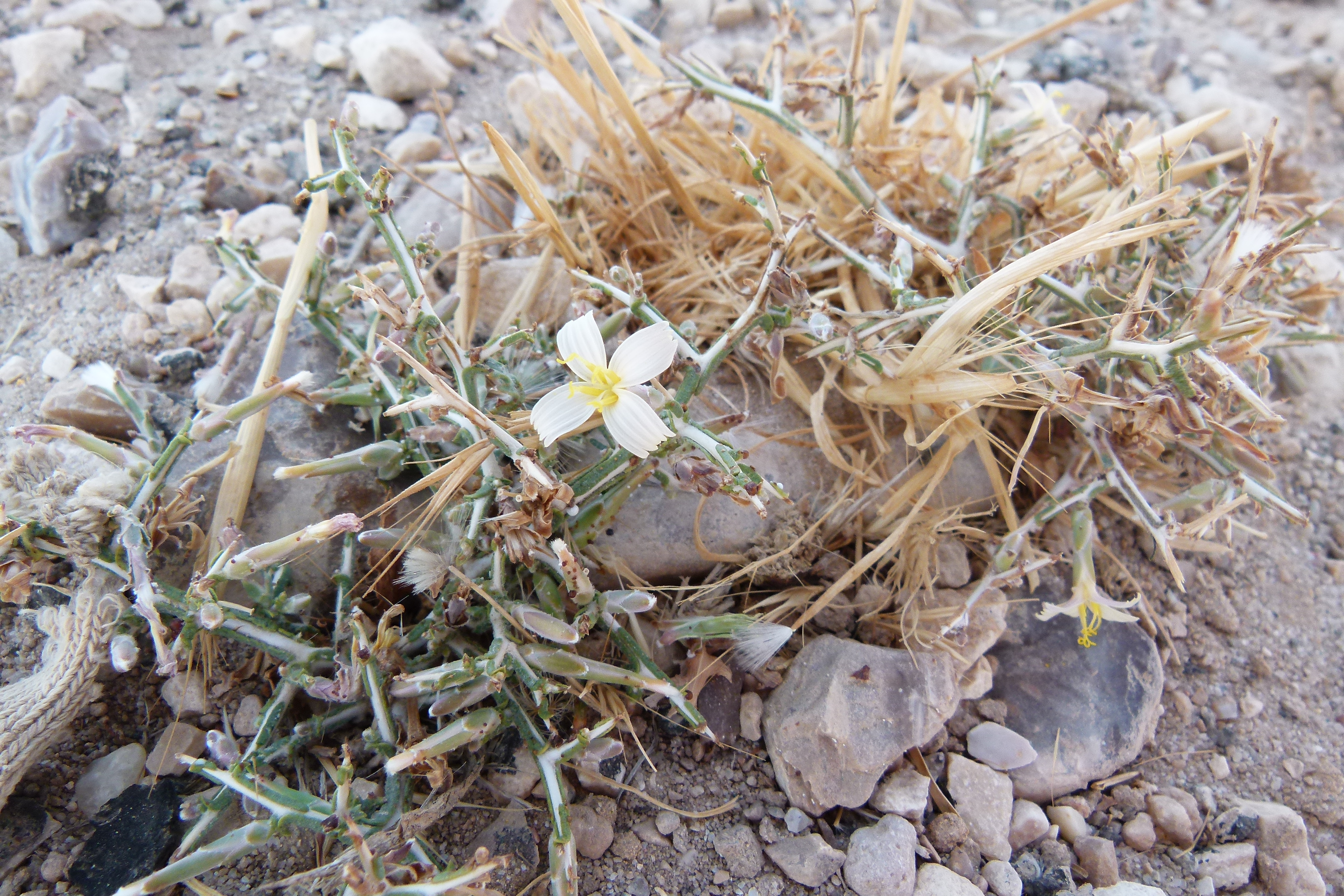 Lactuca orientalis (Boiss.) Boiss.