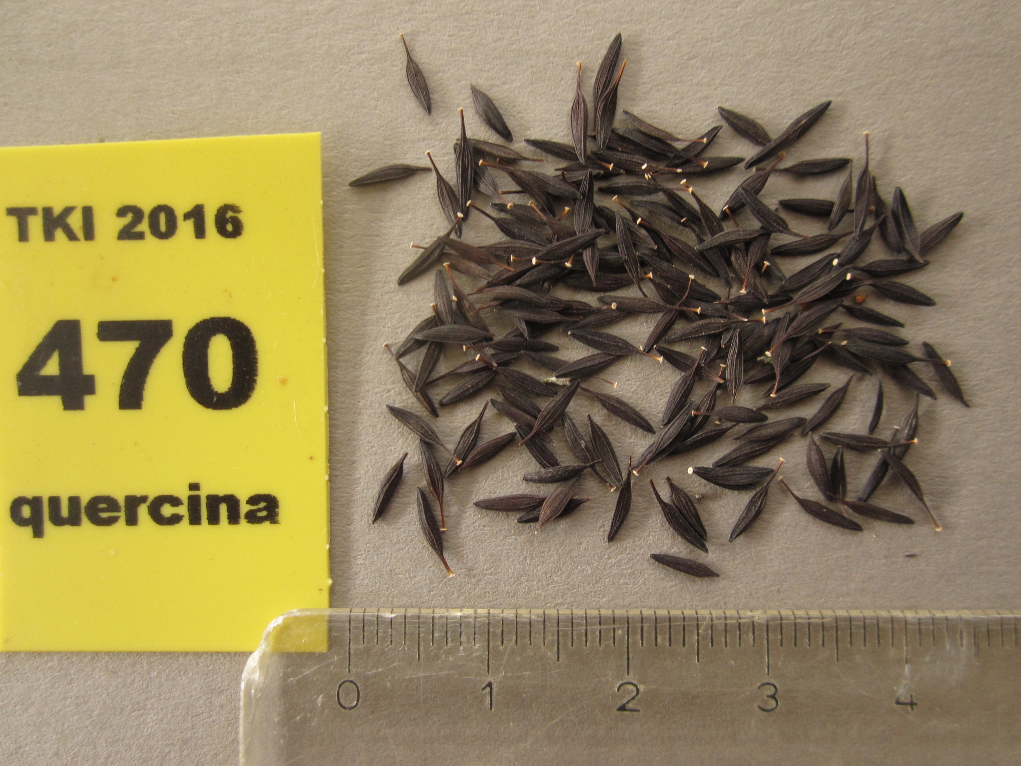 Lactuca quercina L. subsp. quercina