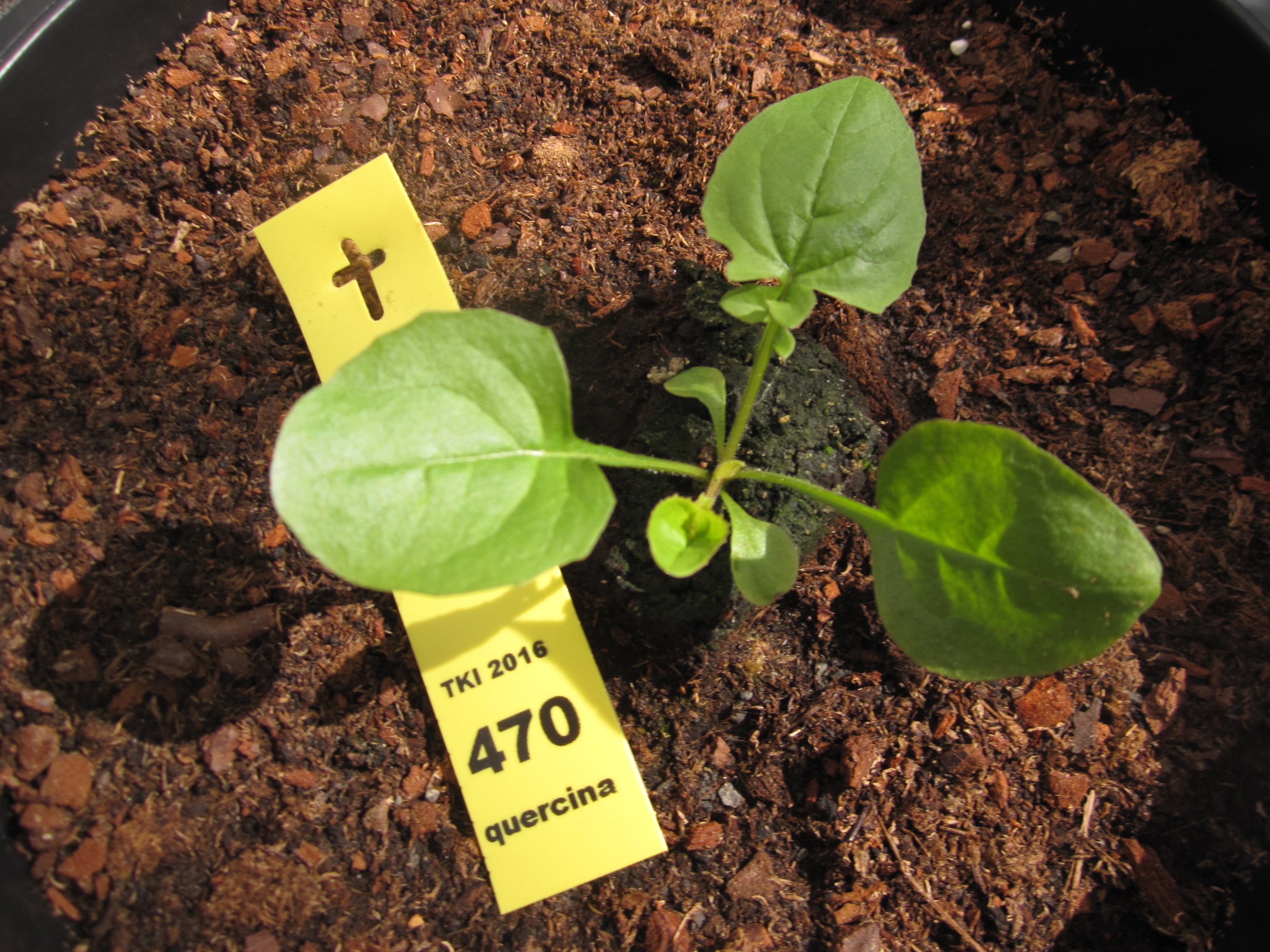 Lactuca quercina L. subsp. quercina