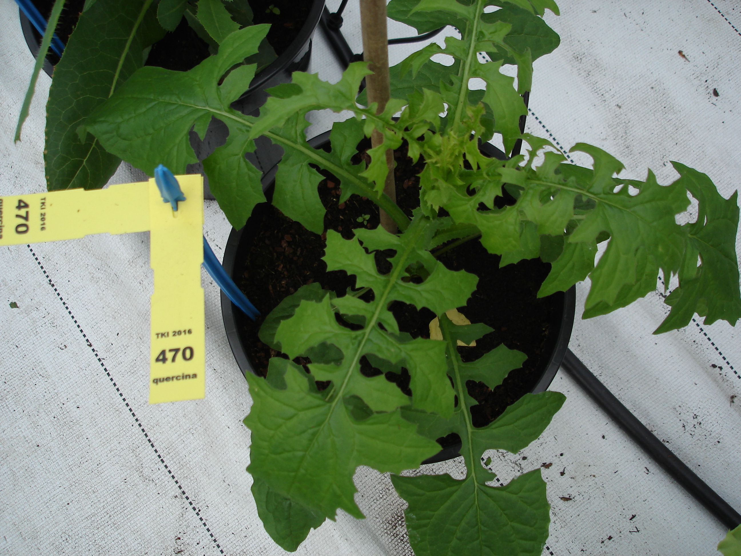 Lactuca quercina L. subsp. quercina