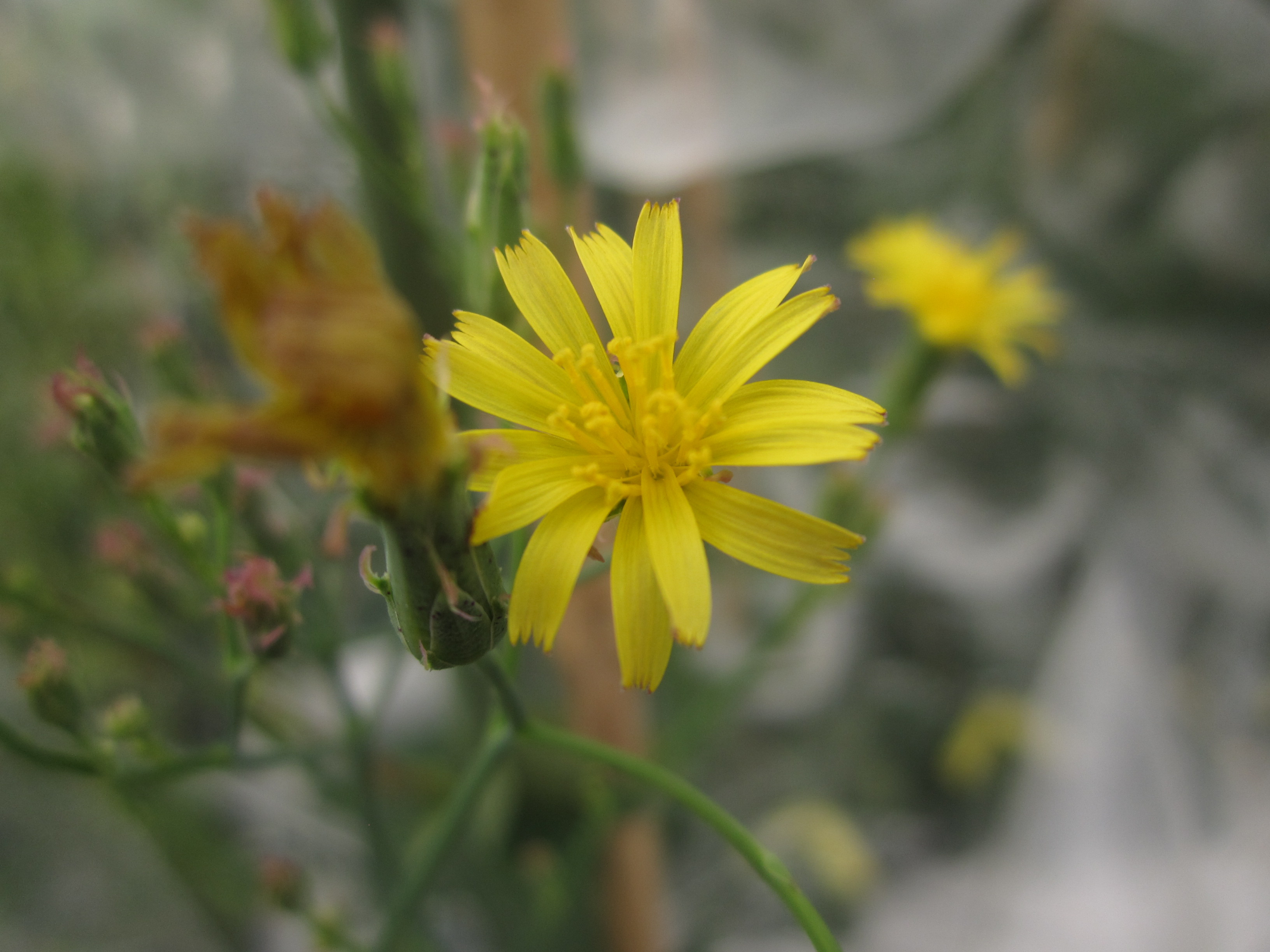 Lactuca quercina L. subsp. quercina