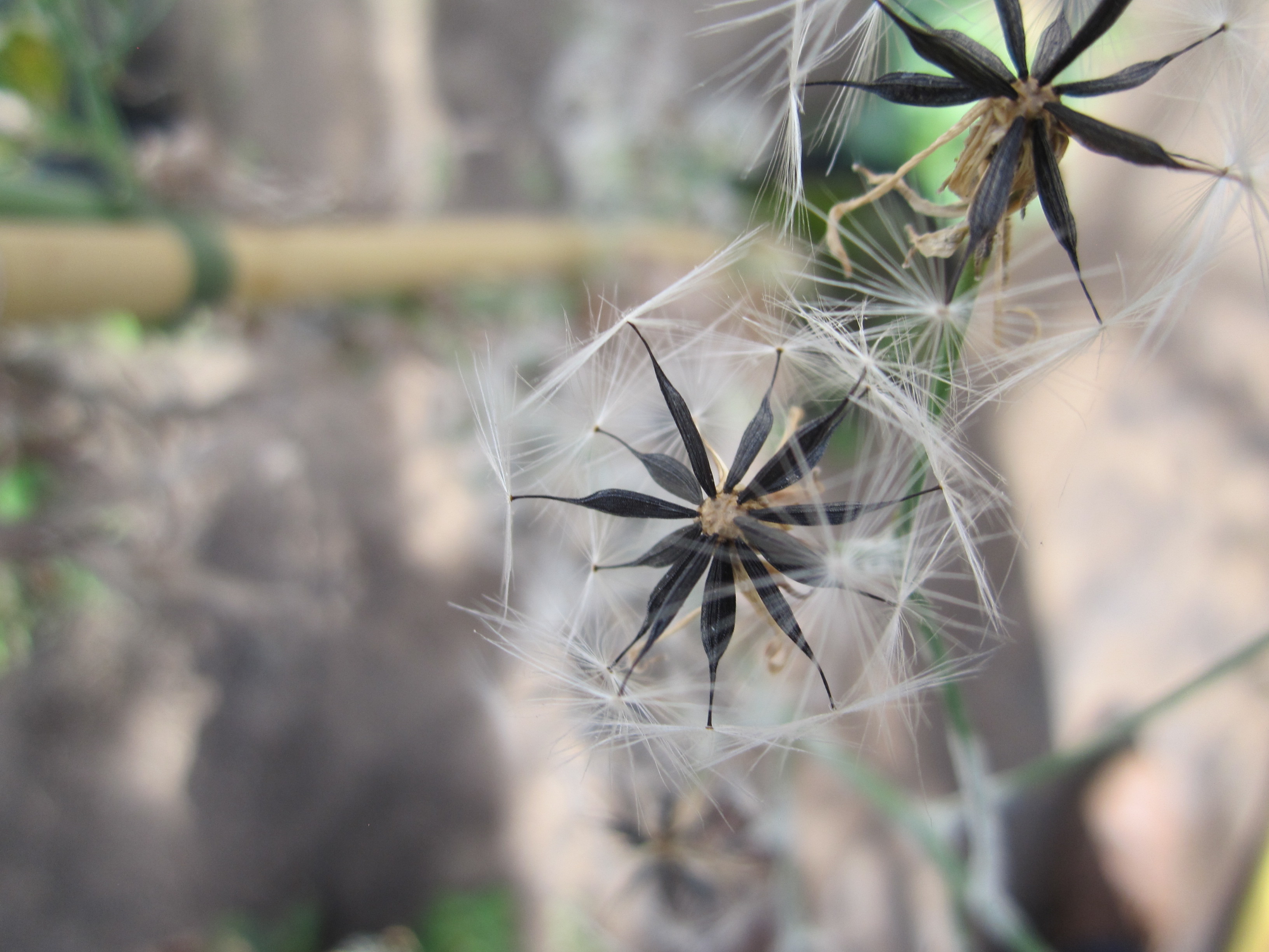 Lactuca quercina L. subsp. wilhelmsiana (DC.) Feráková