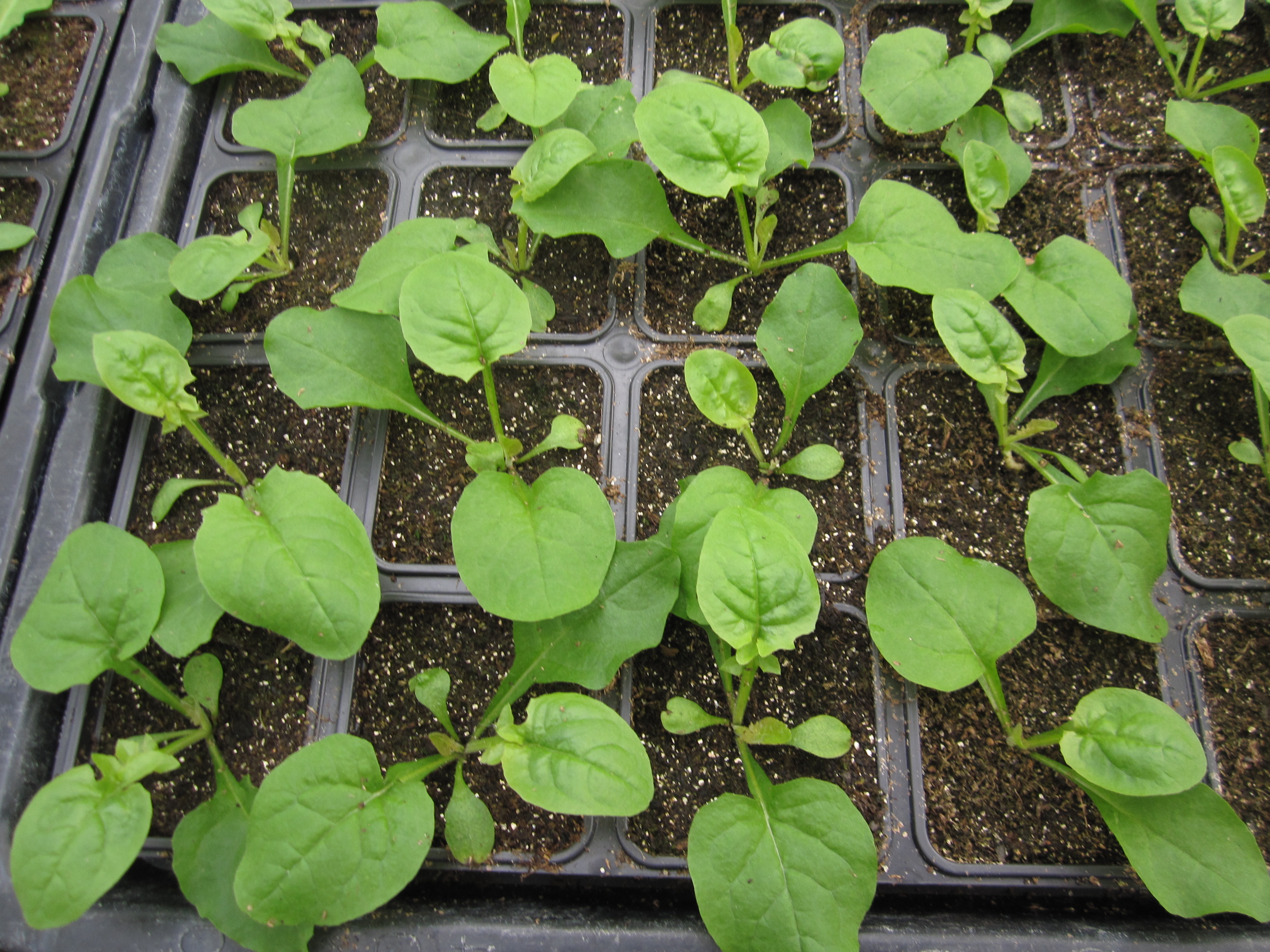 Lactuca quercina L. subsp. wilhelmsiana (DC.) Feráková