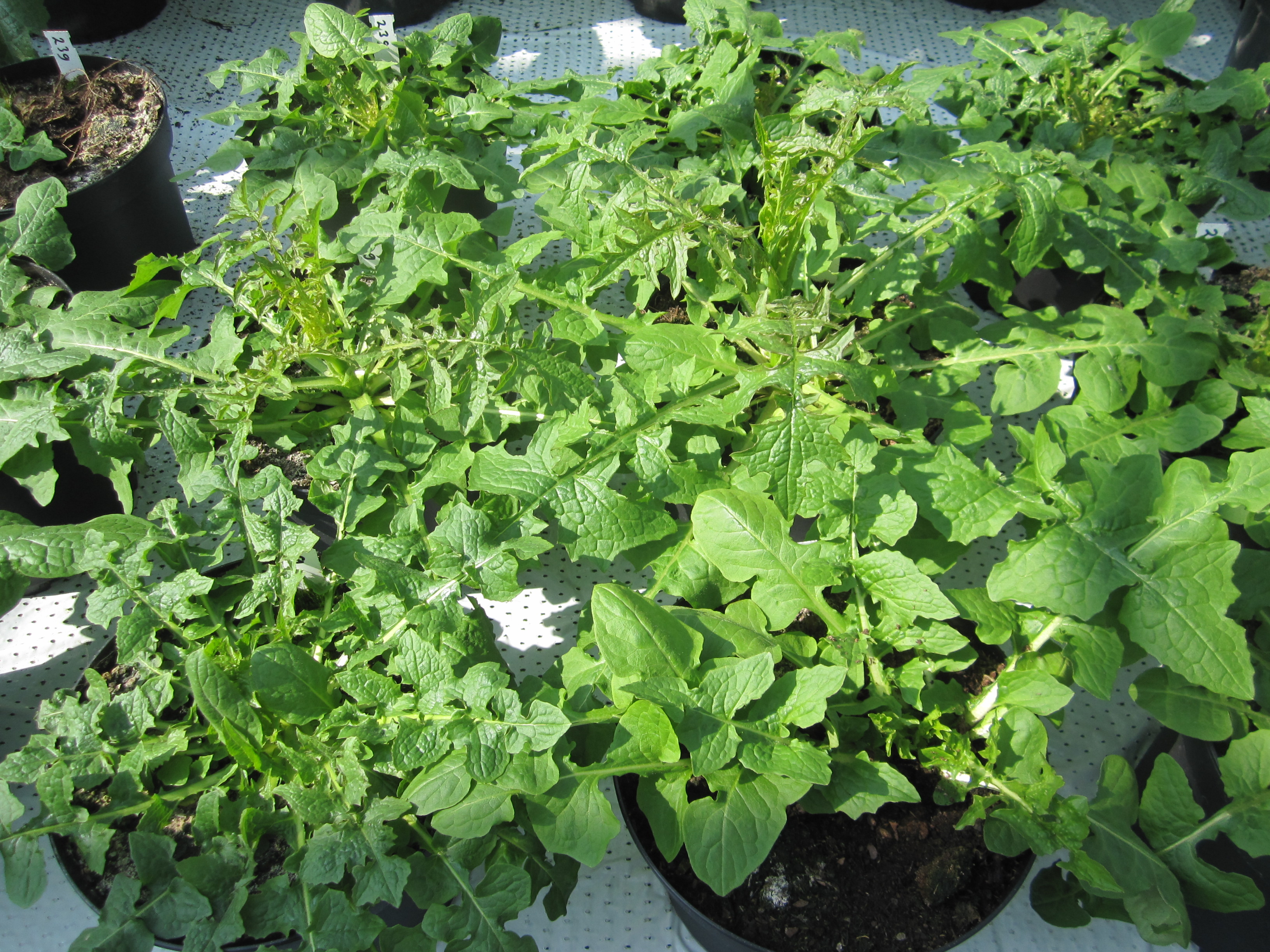 Lactuca quercina L. subsp. wilhelmsiana (DC.) Feráková