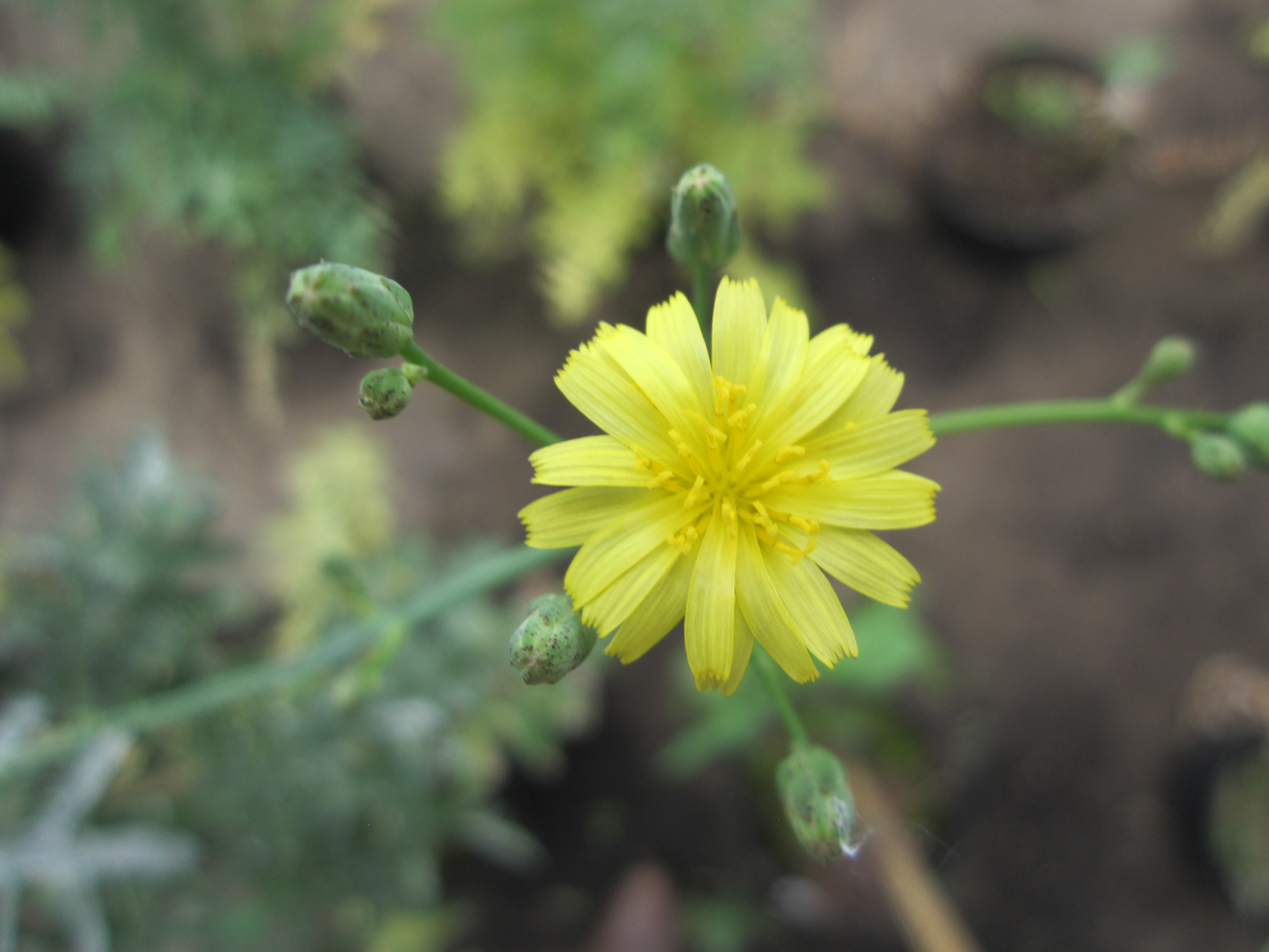 Lactuca quercina L. subsp. wilhelmsiana (DC.) Feráková