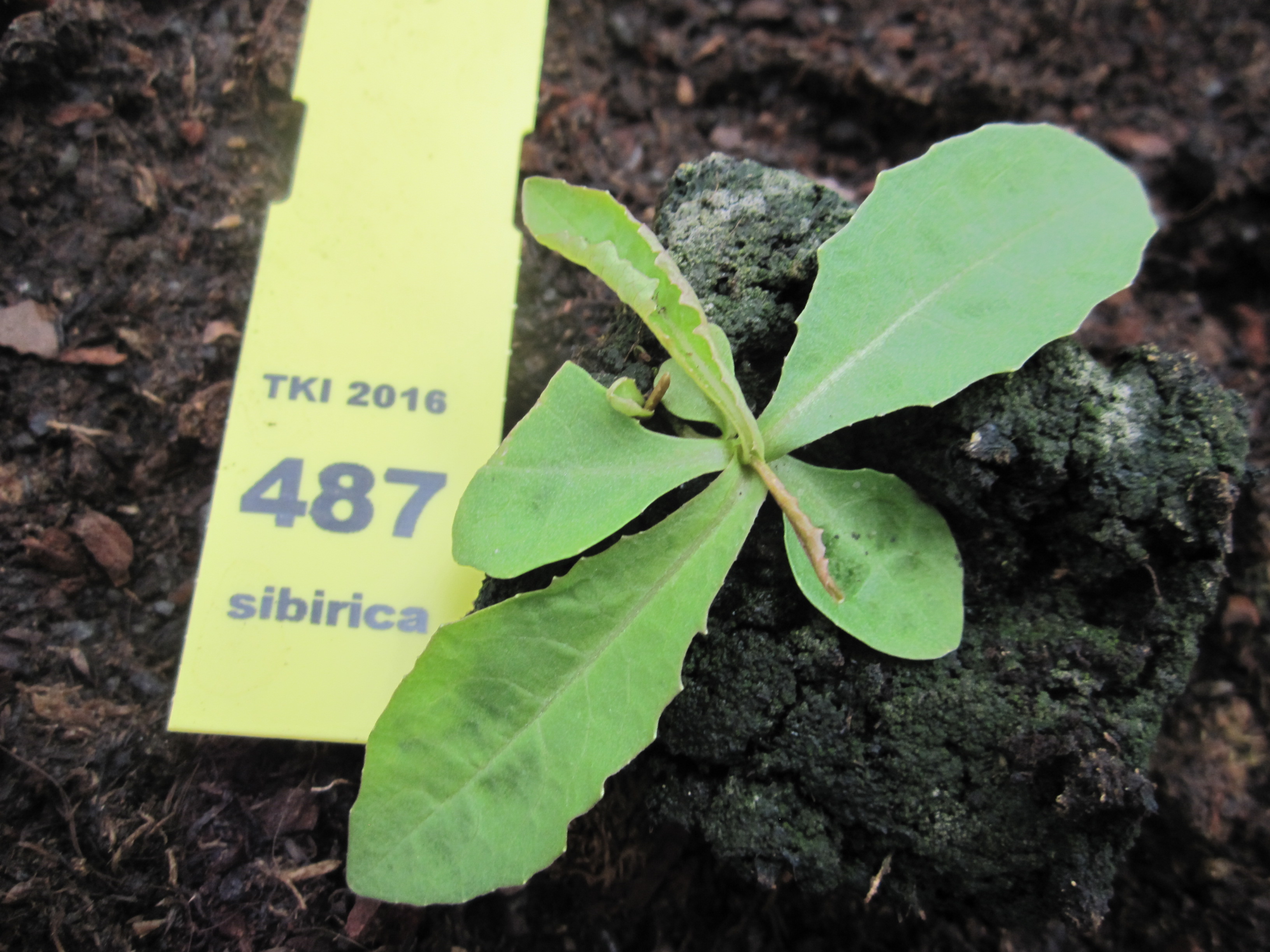 Lactuca sibirica (L.) Benth. ex Maxim.