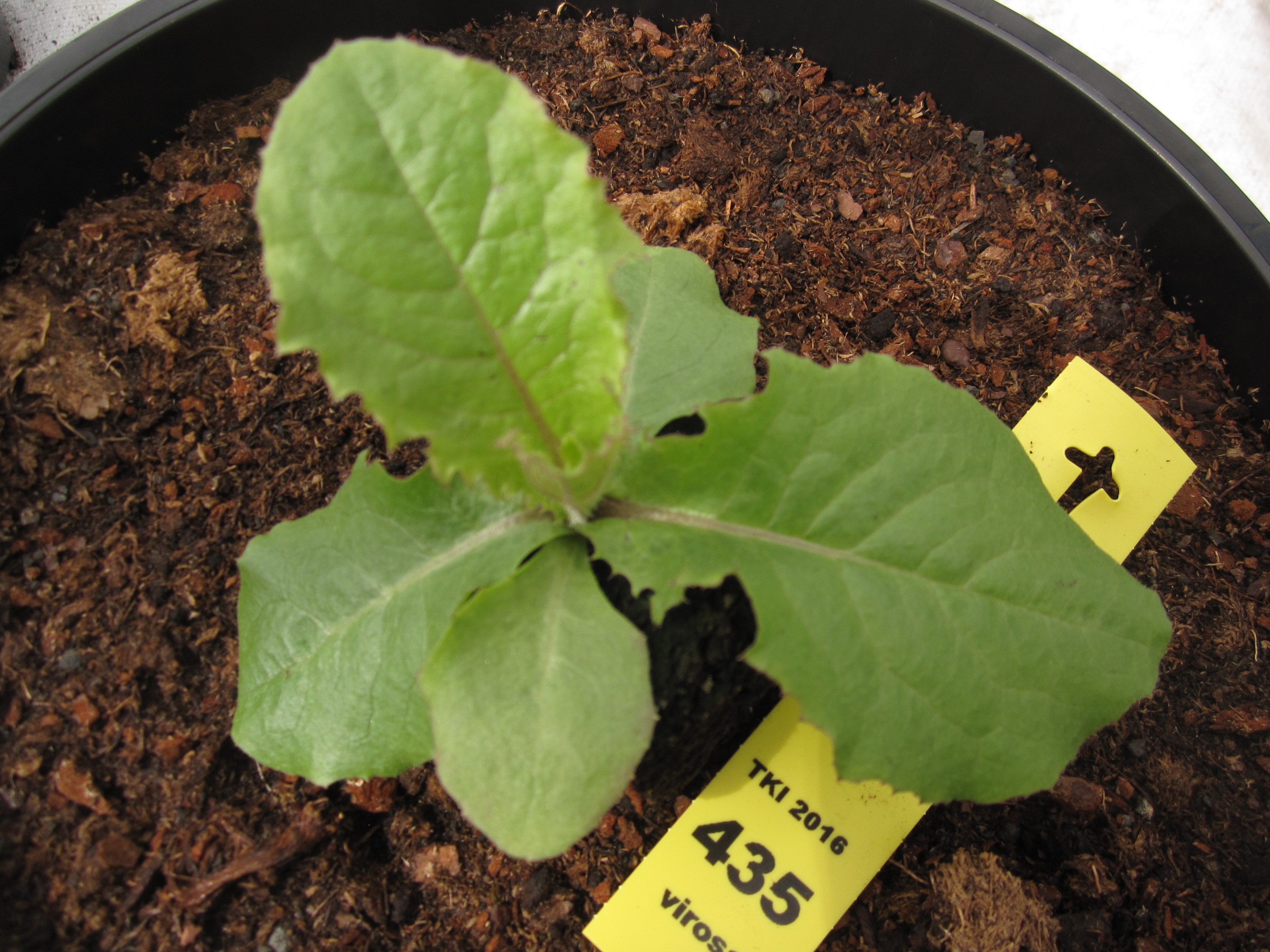 Lactuca virosa L. subsp. virosa