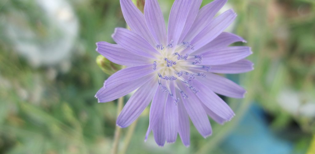 Summary key features