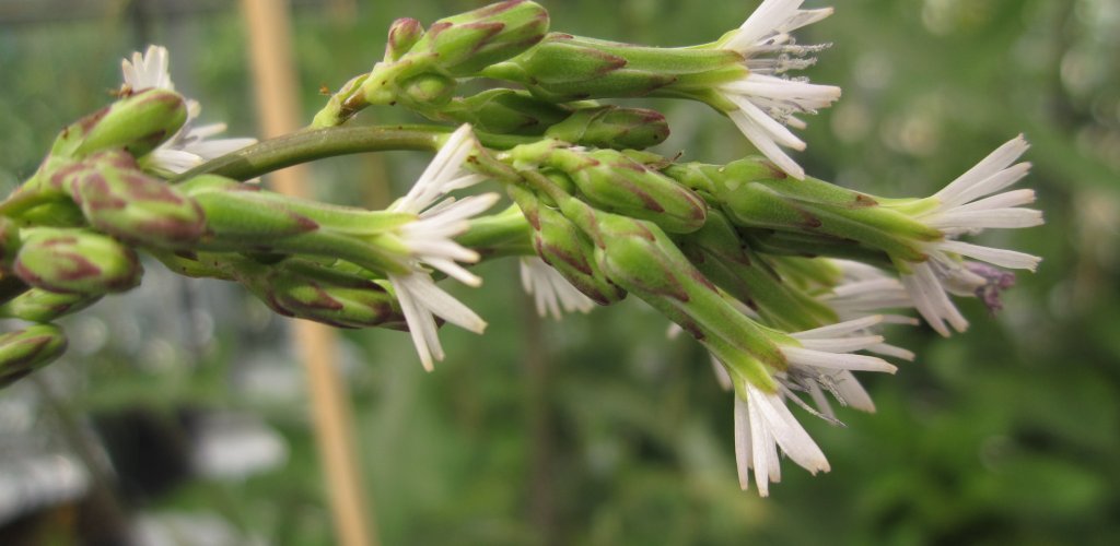 Summary plant characteristics